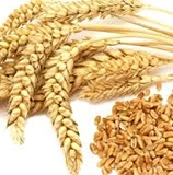 Wheat