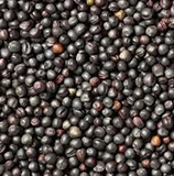 canola seed