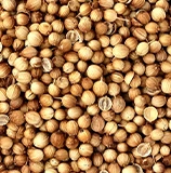 coriander