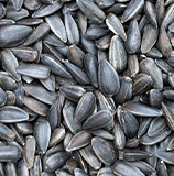 sunflower seed